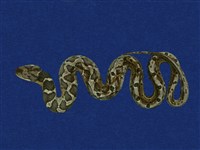 藏品(擬龜殼花)的圖片